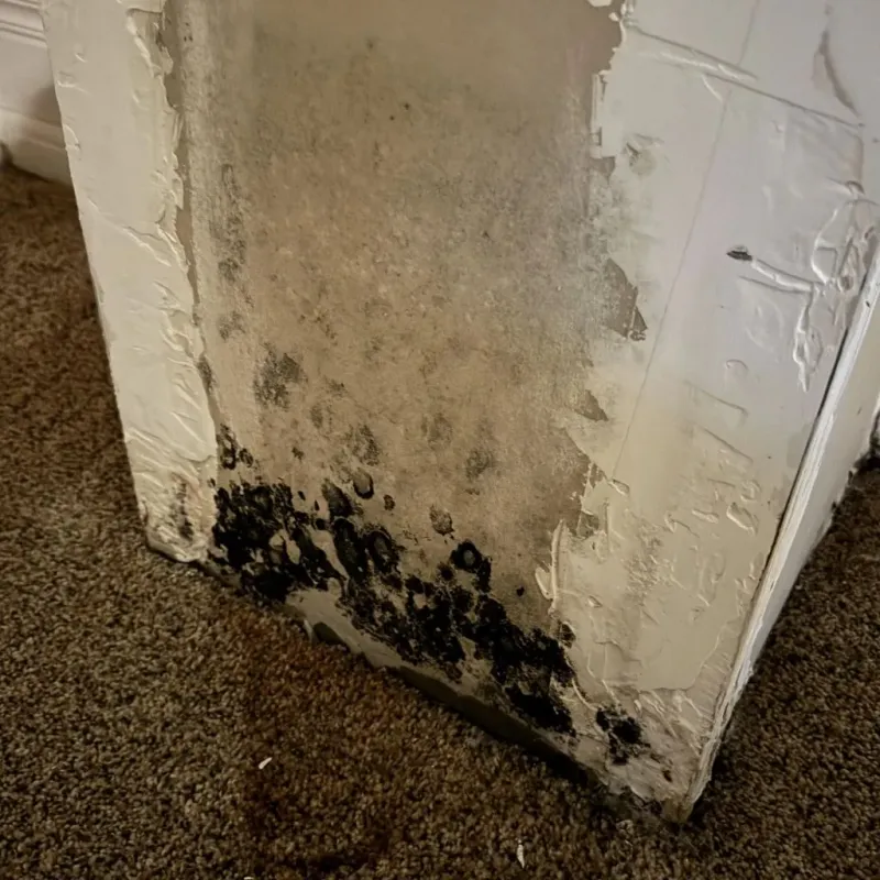 Professional Mold Removal in Etna, OH
